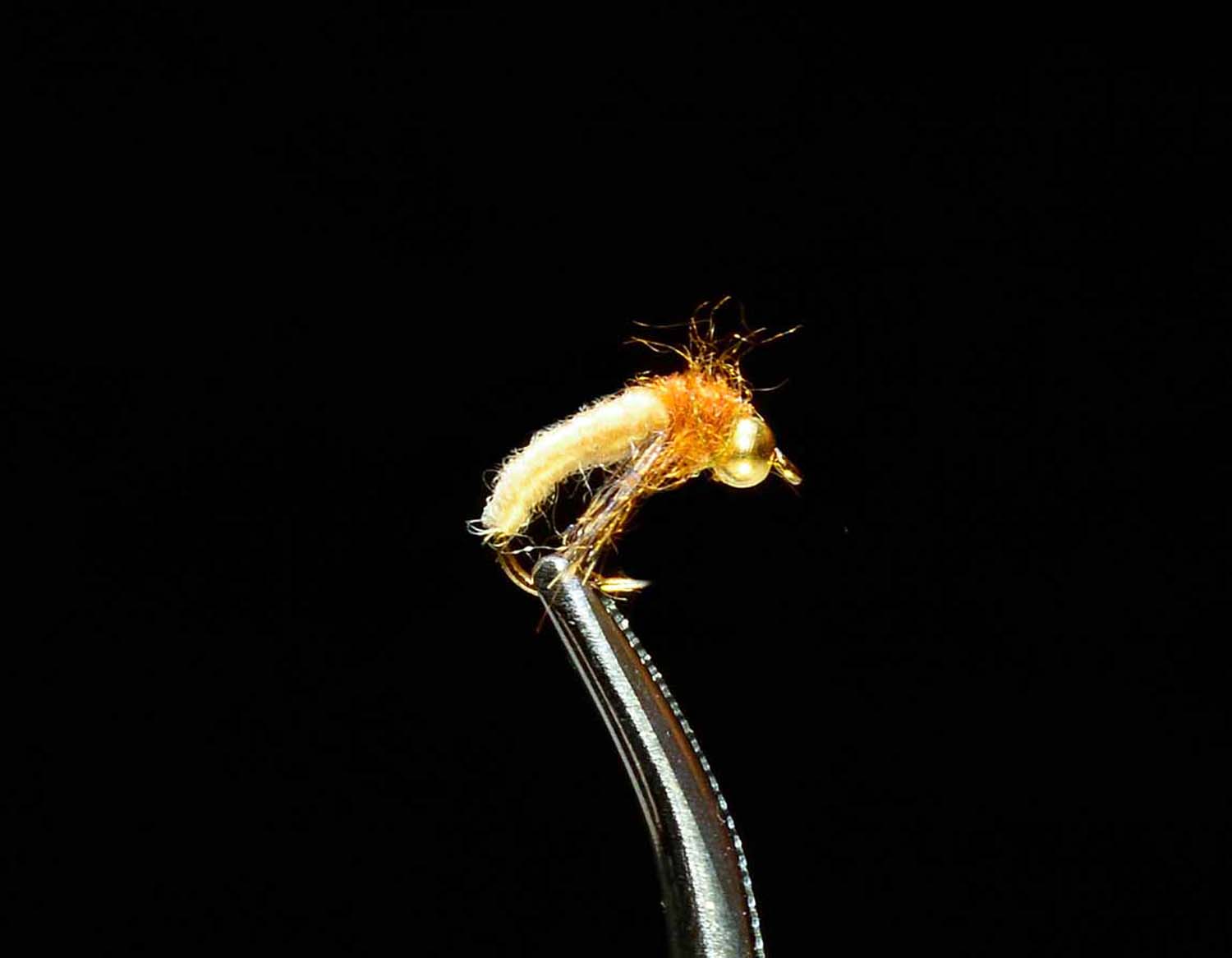 Caddis Larva