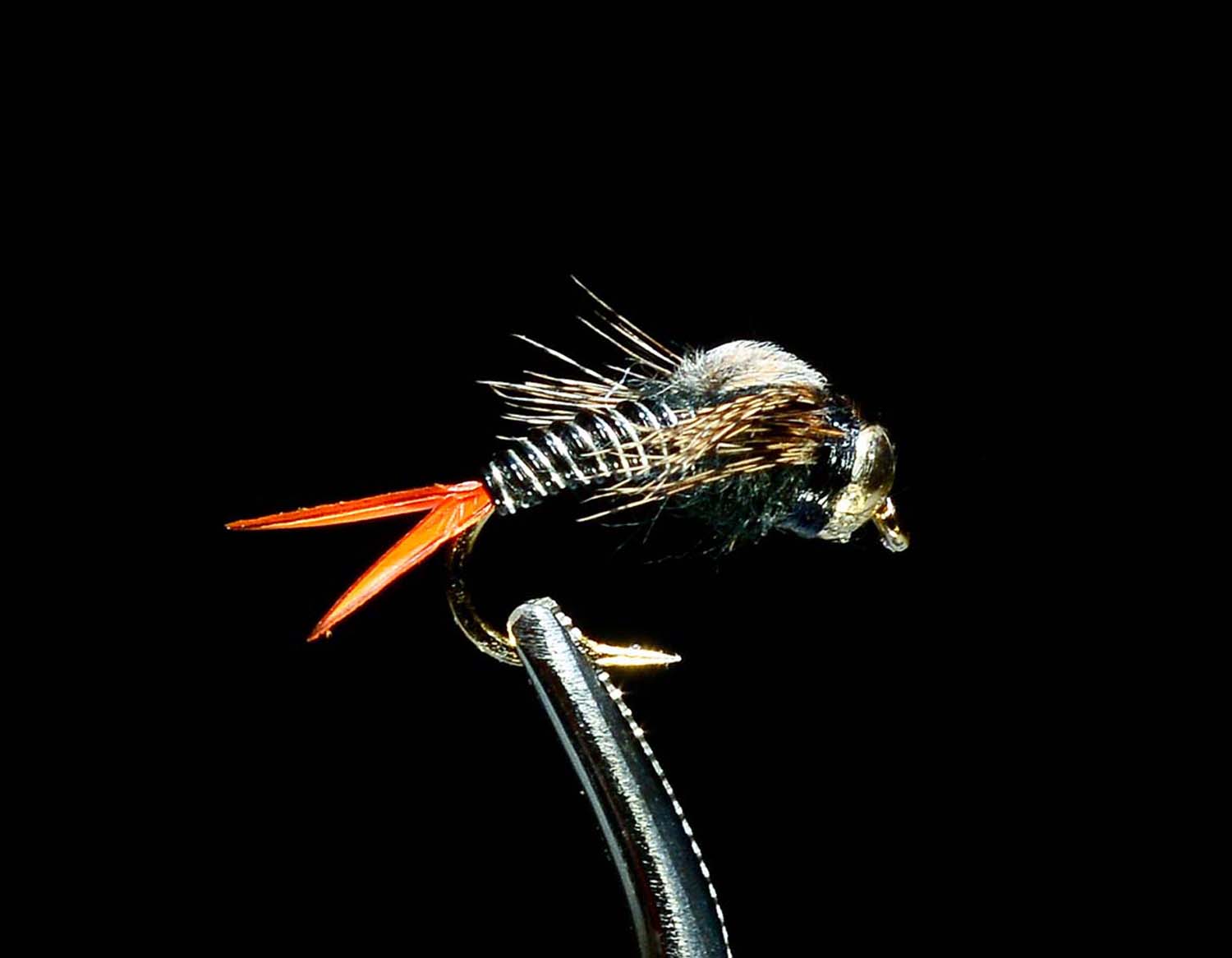 Zebra Copper J