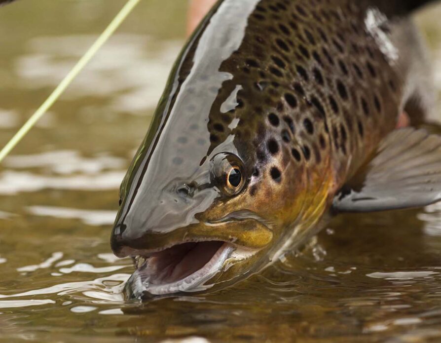 Top Trout Assortment