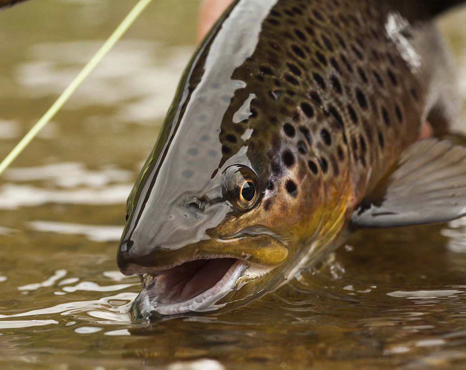 Top-Trout-Flies-Assortment
