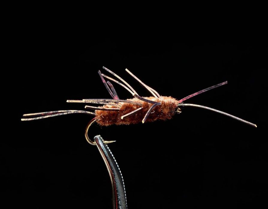 Stonefly Lifecycle Assortment