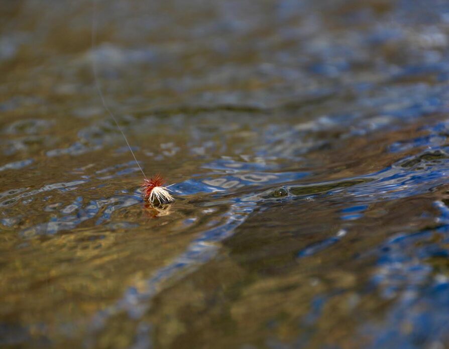 Dry Fly Assortment