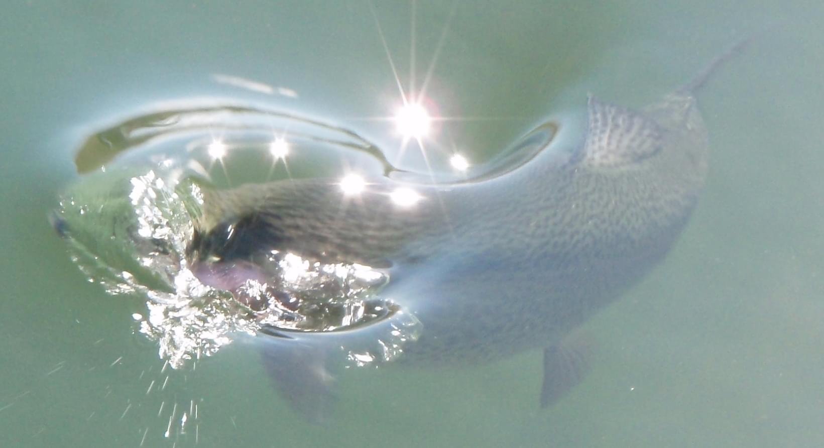 3 Tips When Trout Refuse Your Dry Flies