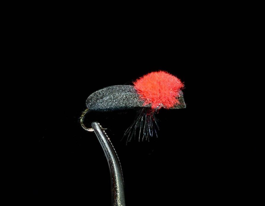 Foam Beetle