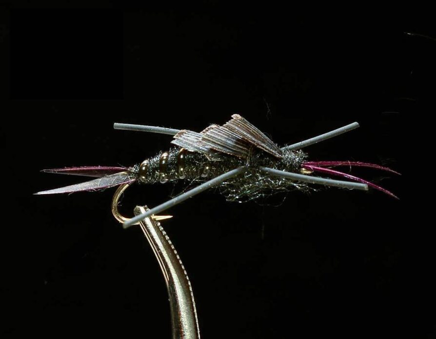Rubberleg Stonefly