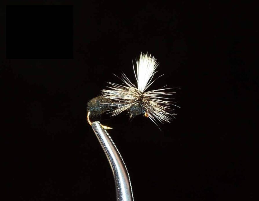 Parachute Black Ant