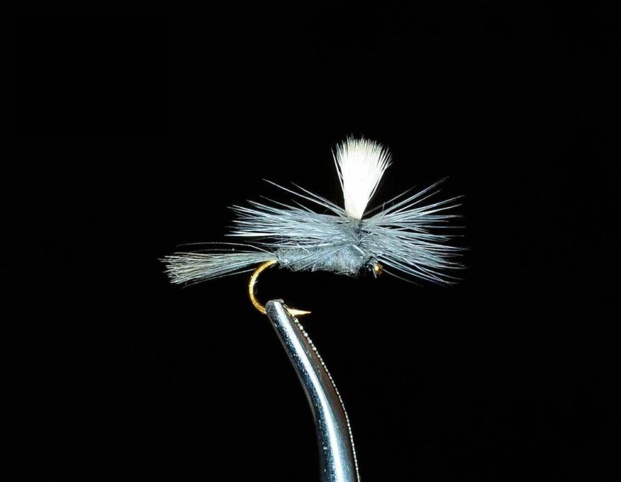 Parachute Blue Dun