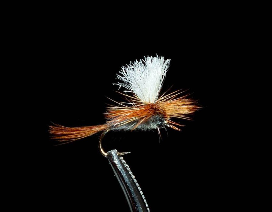Parachute Dark Cahill
