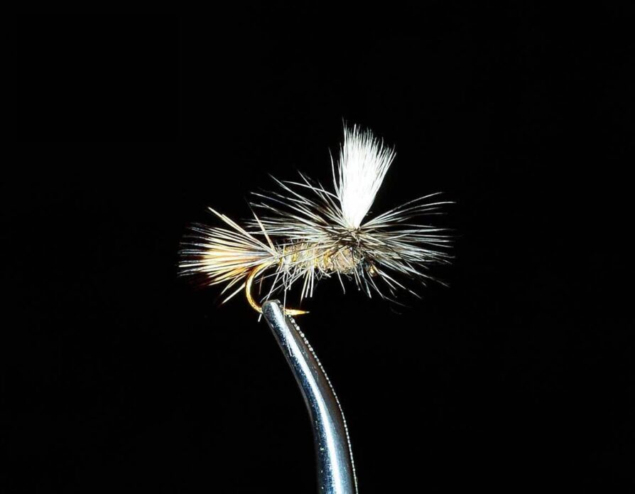 Parachute Hares Ear