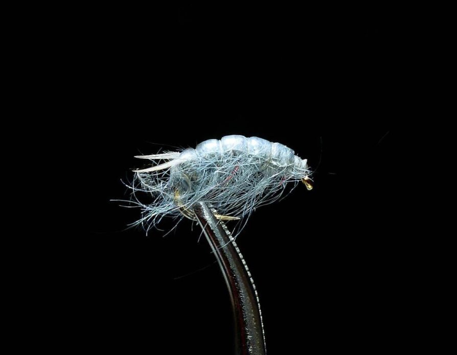Sowbug